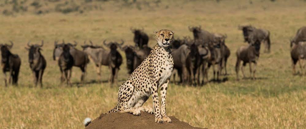 Hotel Mahali Mzuri à Réserve nationale du Masai Mara Extérieur photo