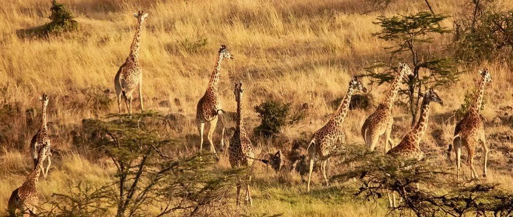 Hotel Mahali Mzuri à Réserve nationale du Masai Mara Extérieur photo