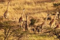 Hotel Mahali Mzuri à Réserve nationale du Masai Mara Extérieur photo